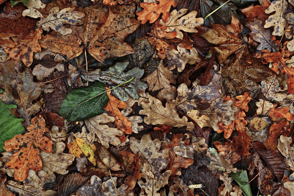 Москва, в парке.