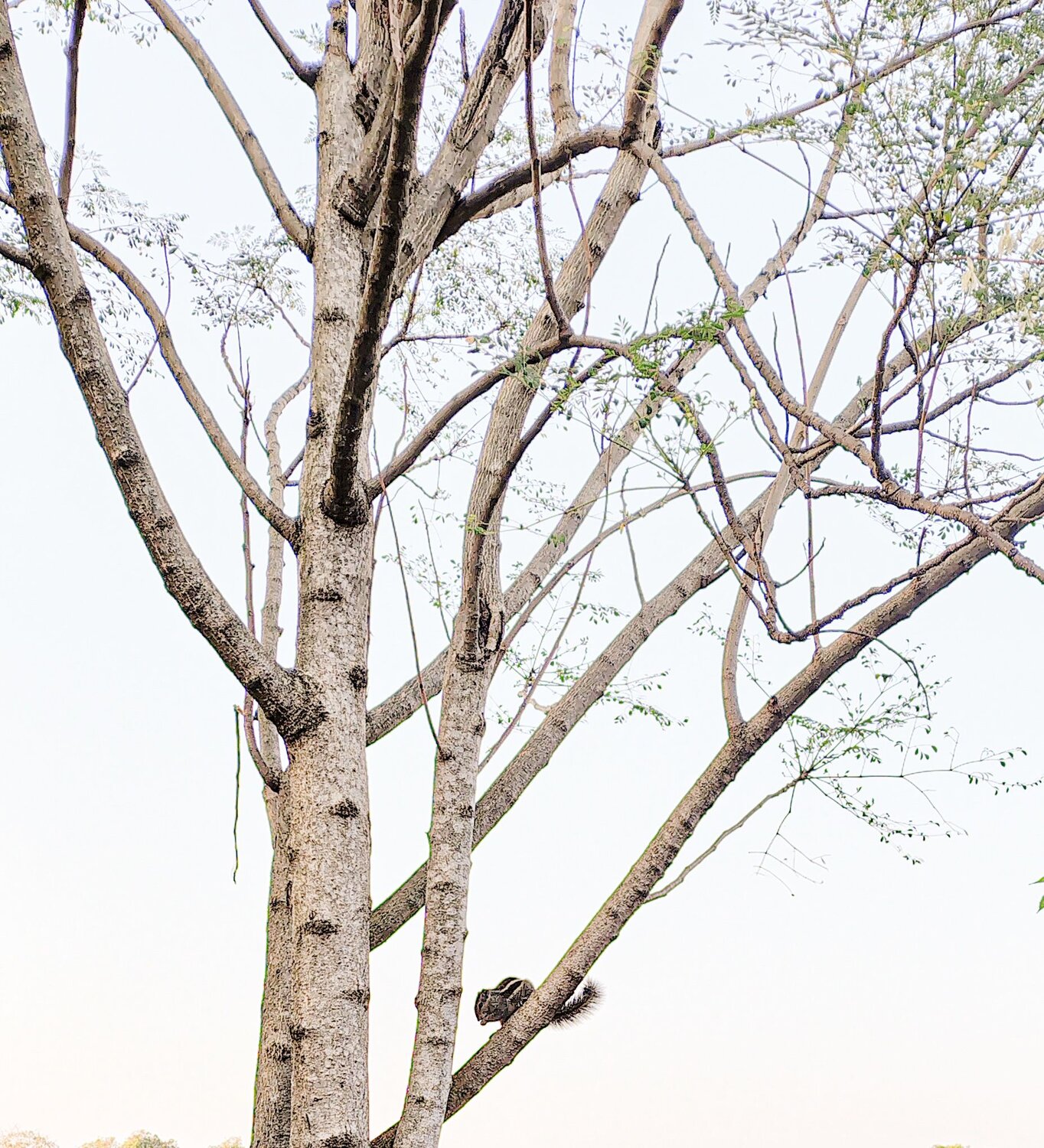 Photo #11610715