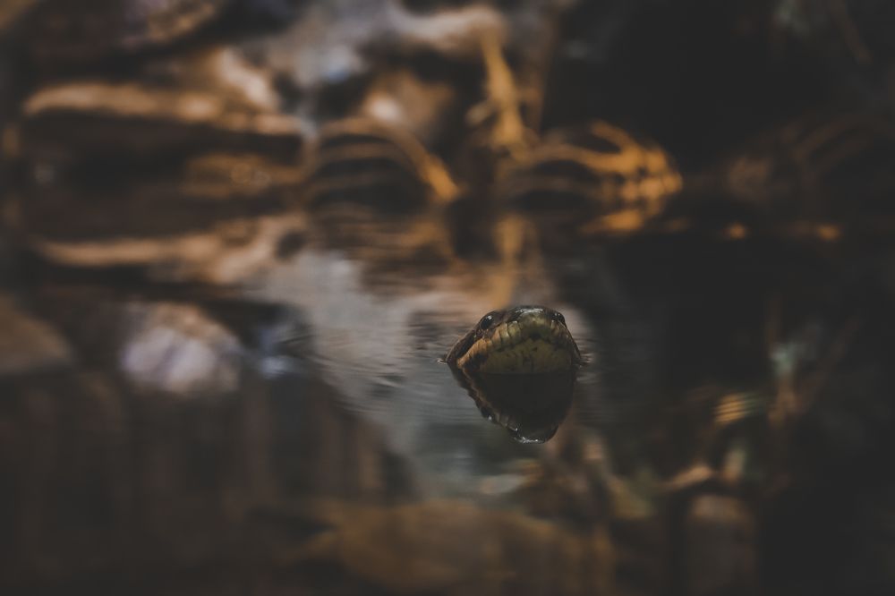 Photograph by Сергей Шпаков