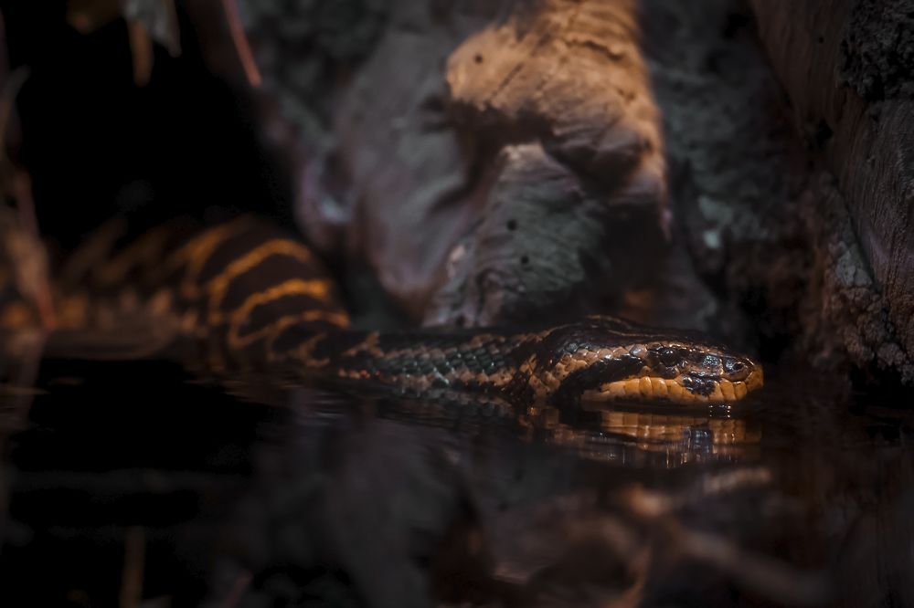 Photograph by Сергей Шпаков