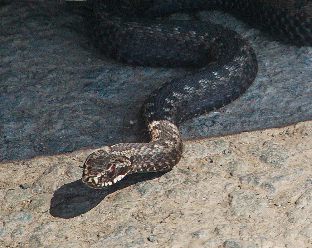 Photograph by Василий Быстрицкий