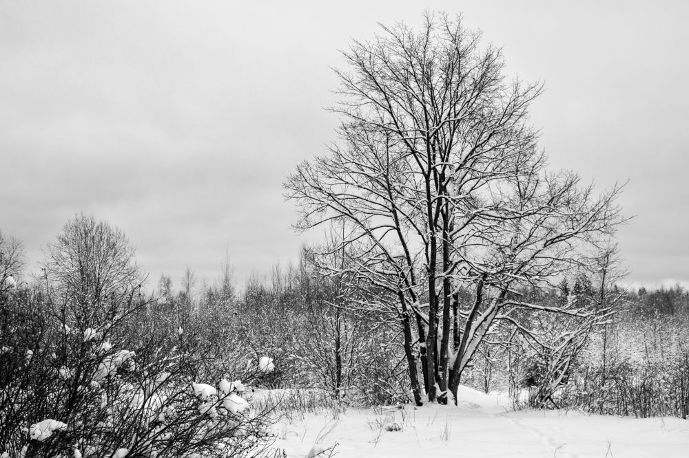 Photograph by Дмитрий Петров