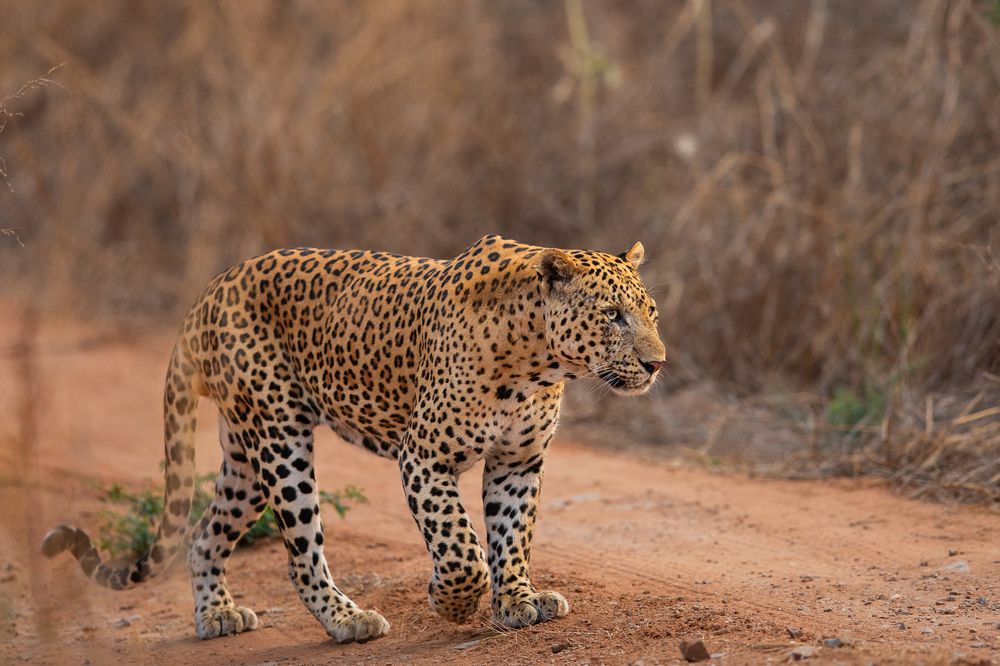 Фотография автора SOURAV MUKHERJEE