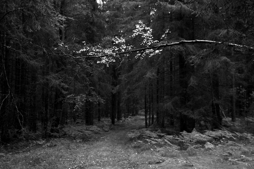 Фотография автора Анастасия Зверева