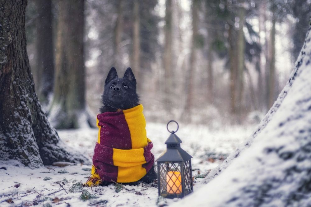 Зимняя сказка