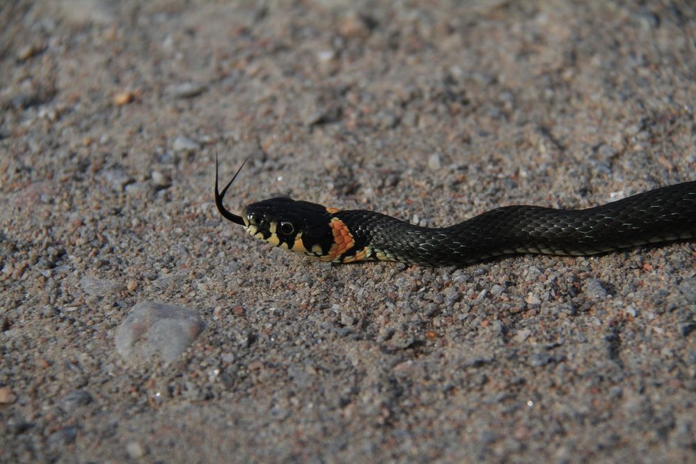 Фотография автора Анастасия Зверева