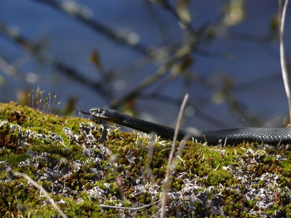 Фотография автора Анастасия Зверева