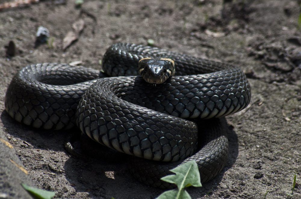 Photograph by Дмитрий Жуков