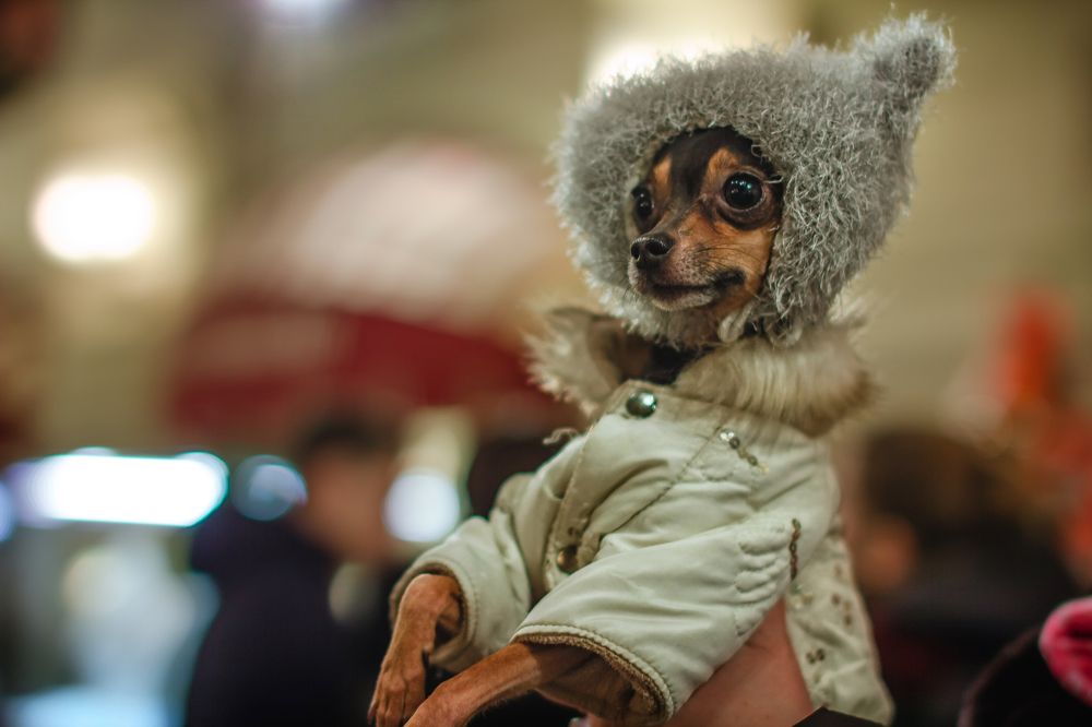 Фотография автора Анна Петина