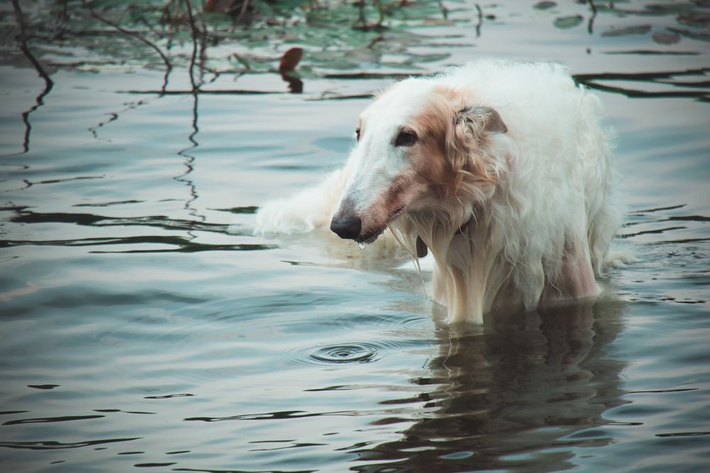 Фотография автора Анна Петина