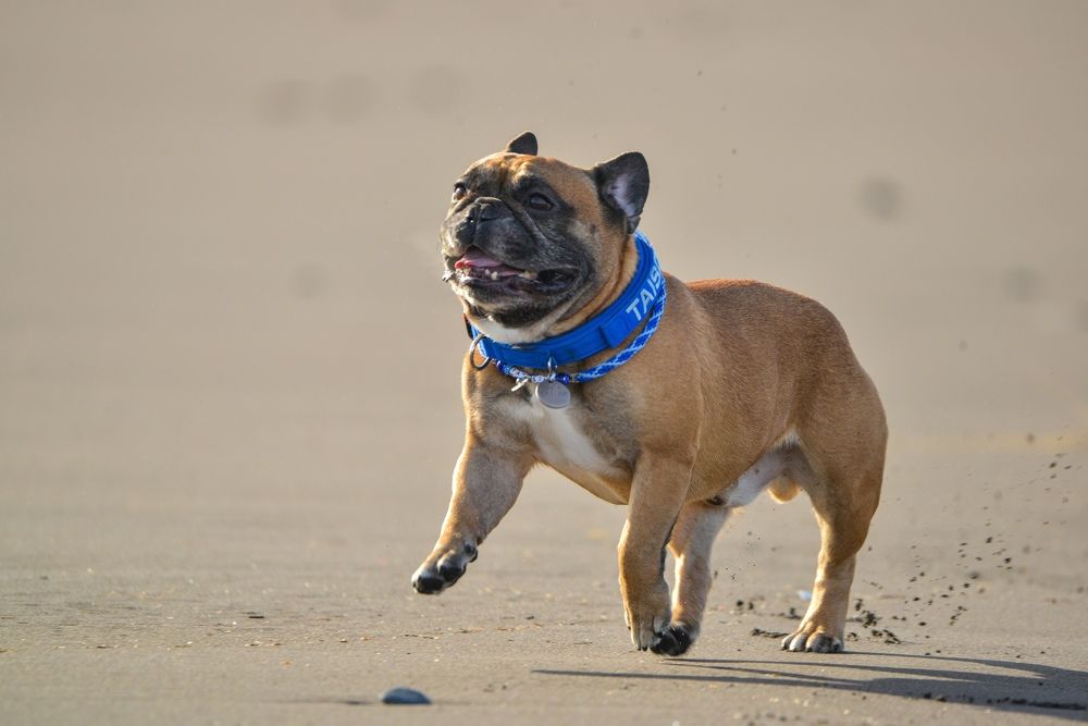 Счастливый Тайсон