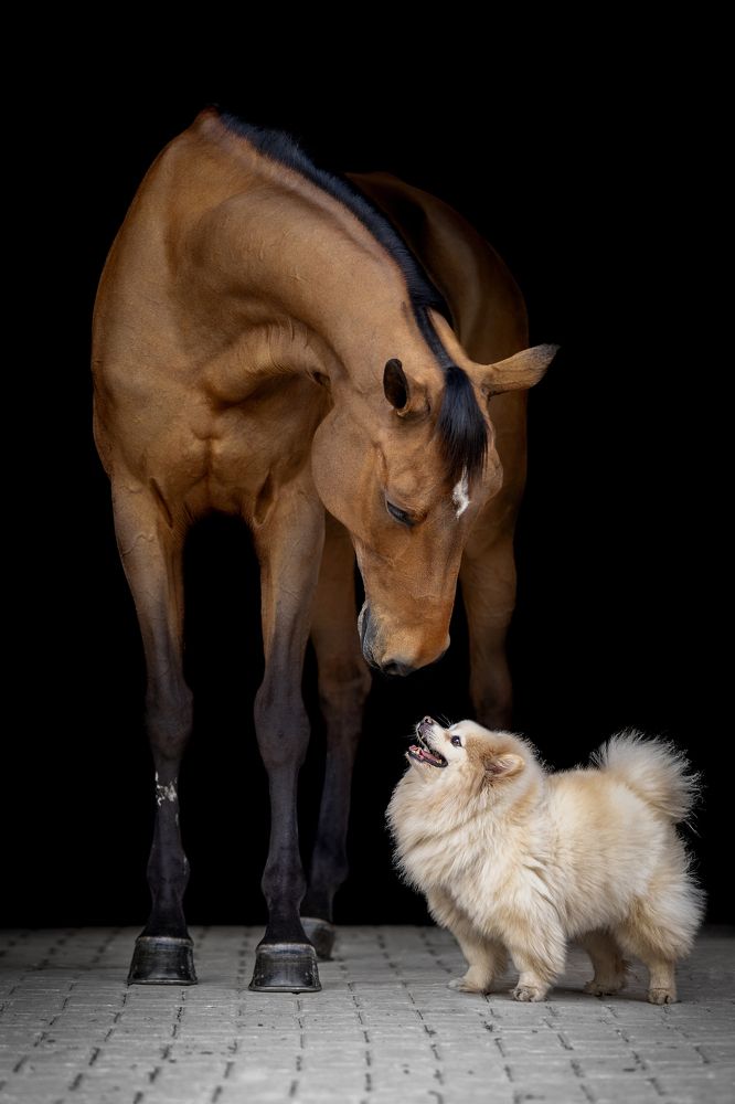 Фотография автора Camilla Cintra