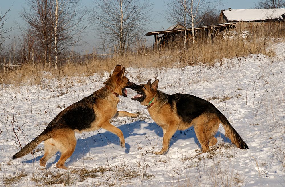 Photograph by Светлана Карнаух