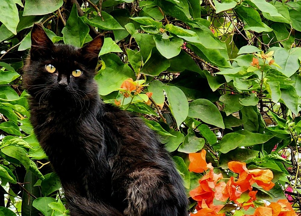 Photograph by G GOVIL