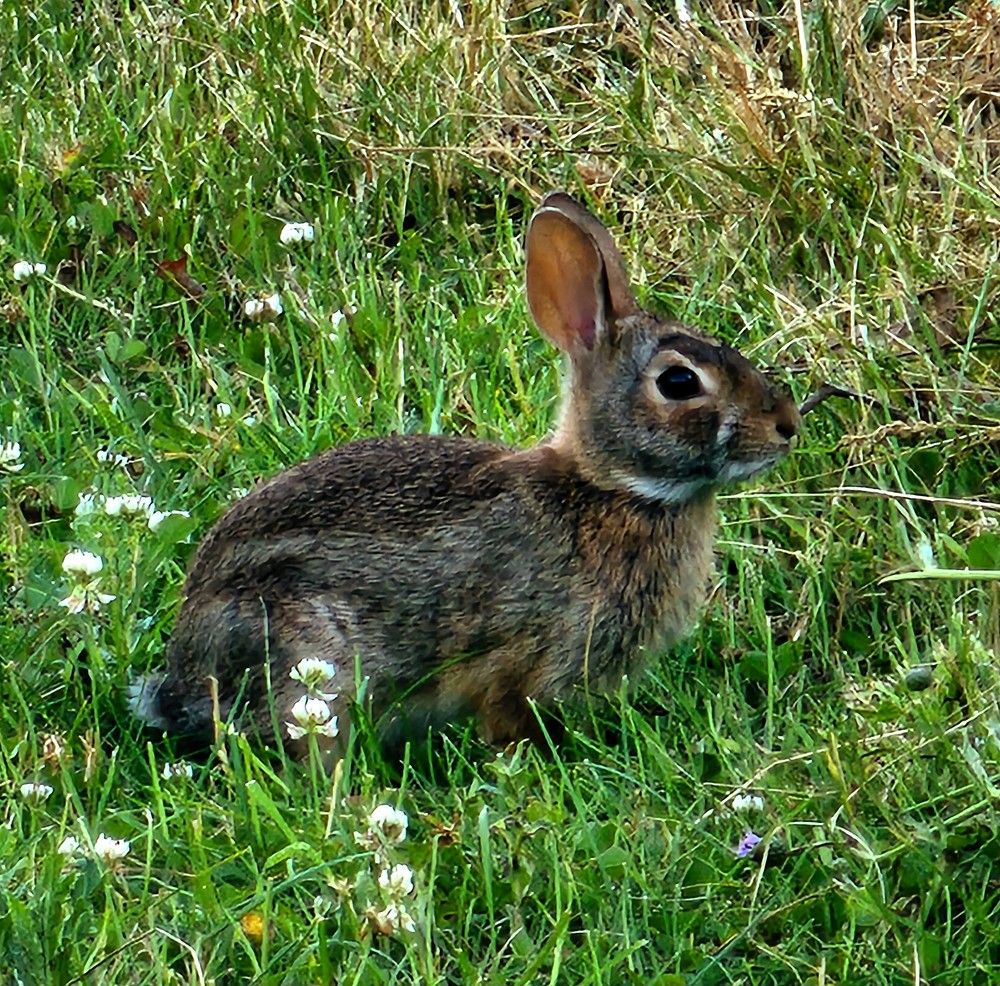 Photograph by G GOVIL