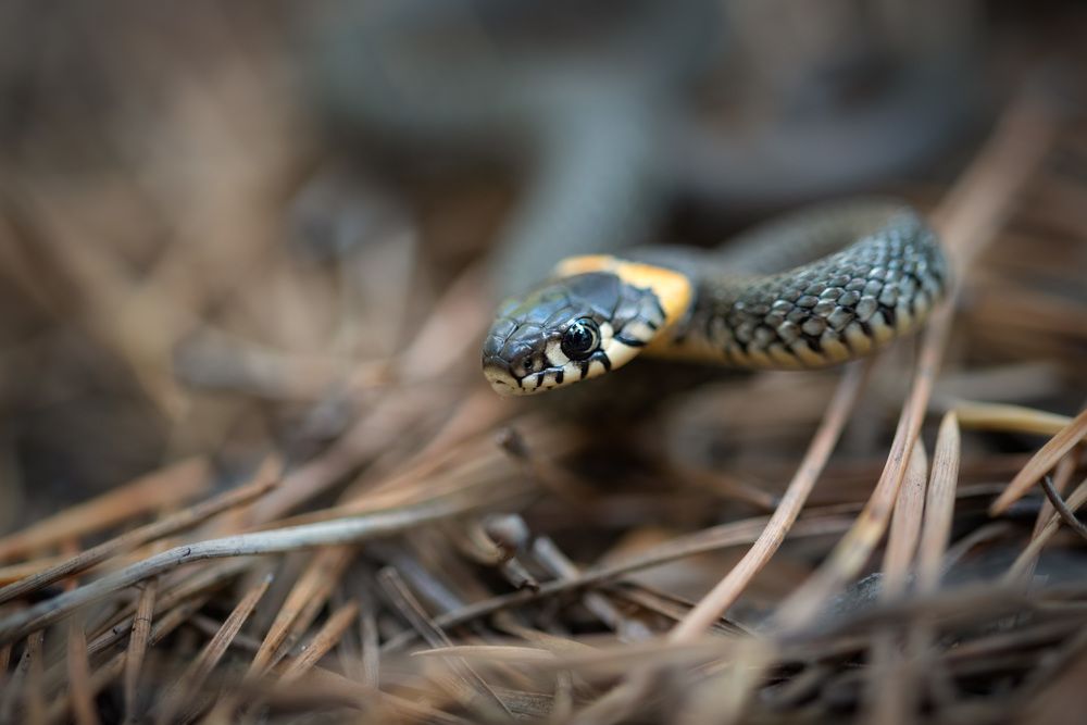 Photograph by Рагинская Ольга