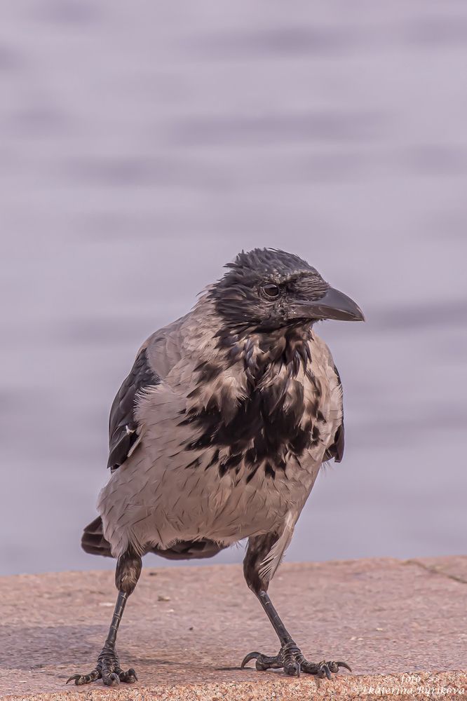 Photograph by Бурикова Екатерина