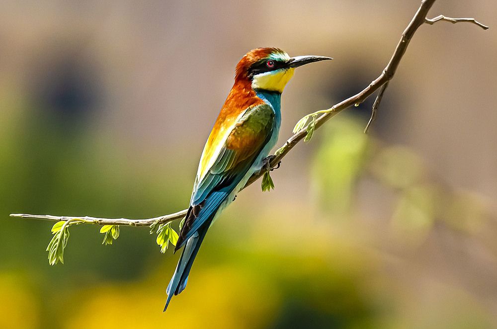 European Bee-Eater