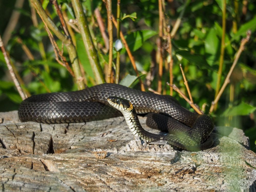 Photograph by Светлана Шибаршина