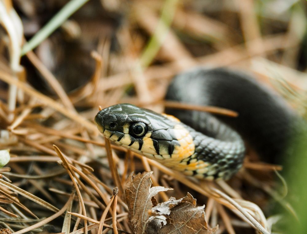 Photograph by Светлана Шибаршина