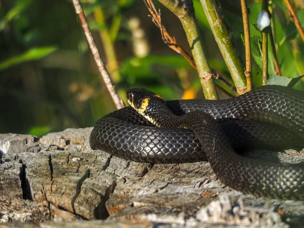 Photograph by Светлана Шибаршина