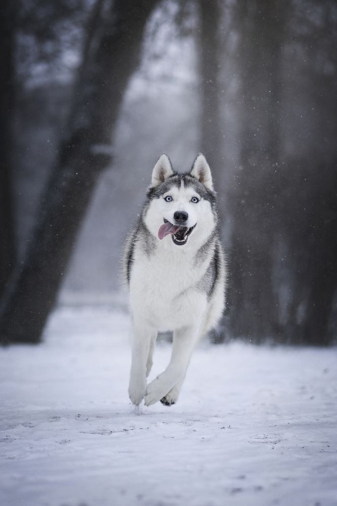 Photograph by Александра Пугачёва