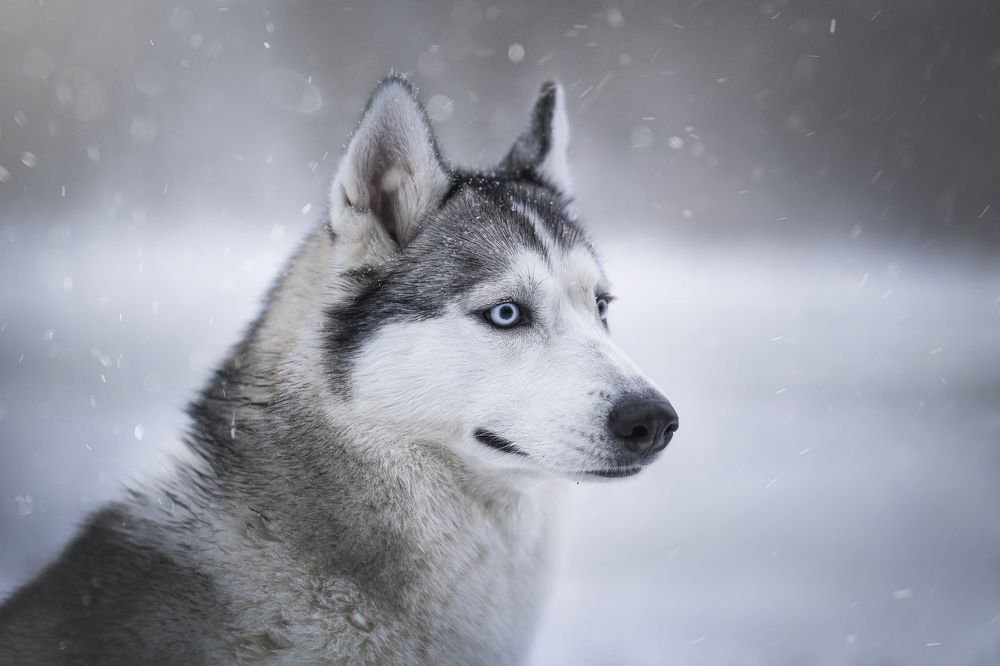 Photograph by Александра Пугачёва