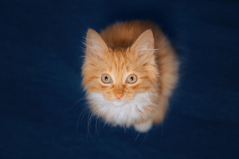 Фотография автора Анастасия Мазурева