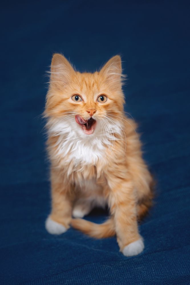 Фотография автора Анастасия Мазурева