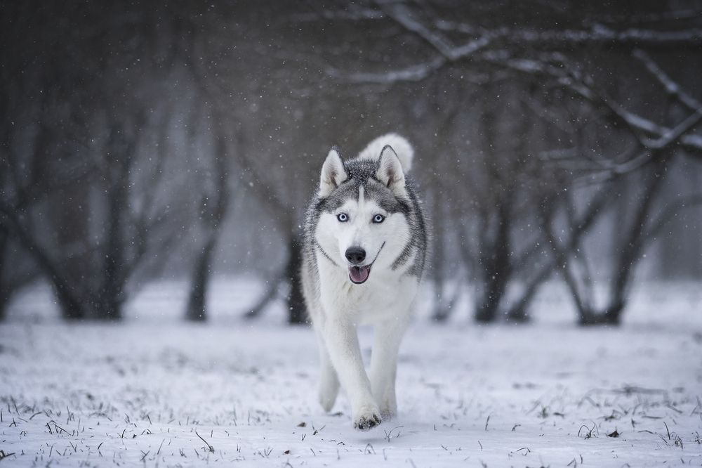 Фотография автора Александра Пугачёва