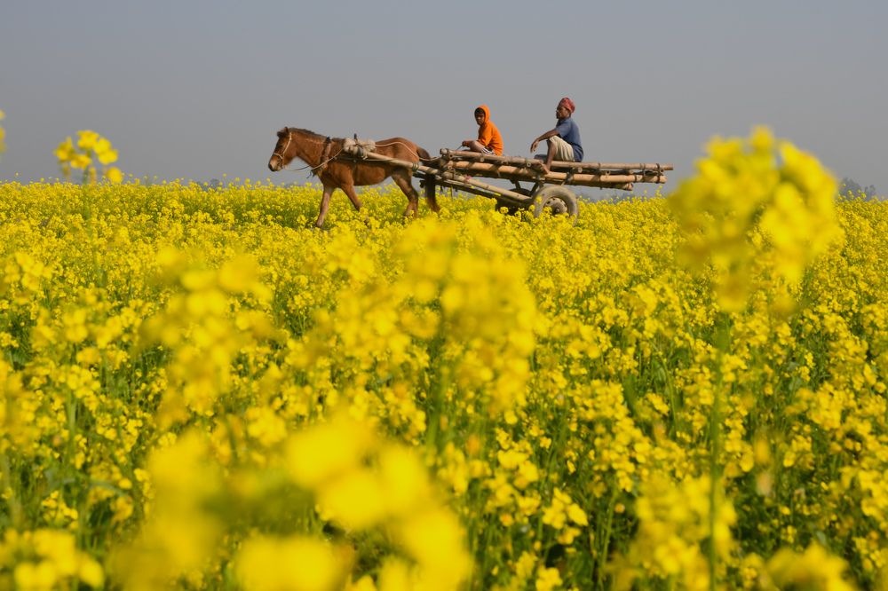 Journey through mustard field