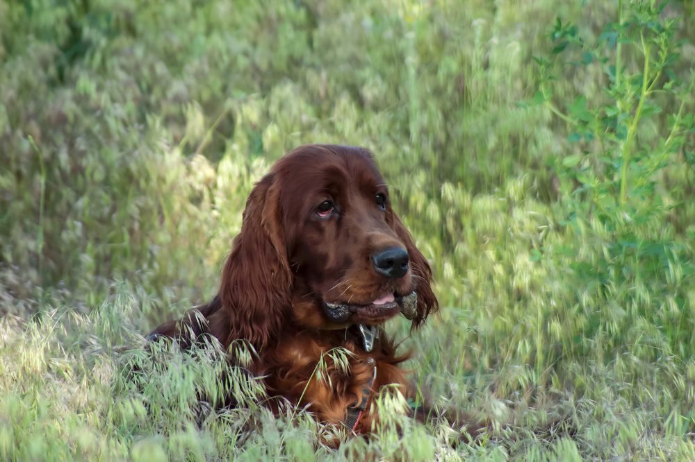 Photograph by Ирина Шибитова