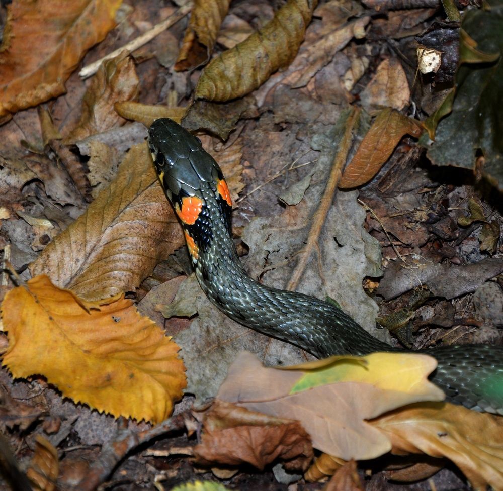 Photograph by Дарья Кирина