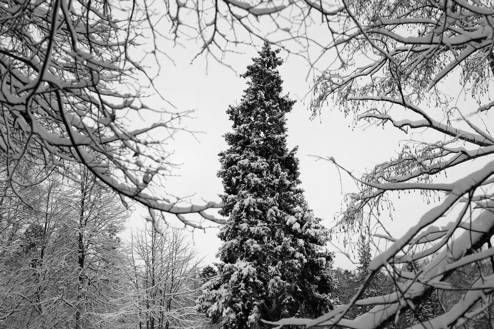 Photograph by Дмитрий Загурский
