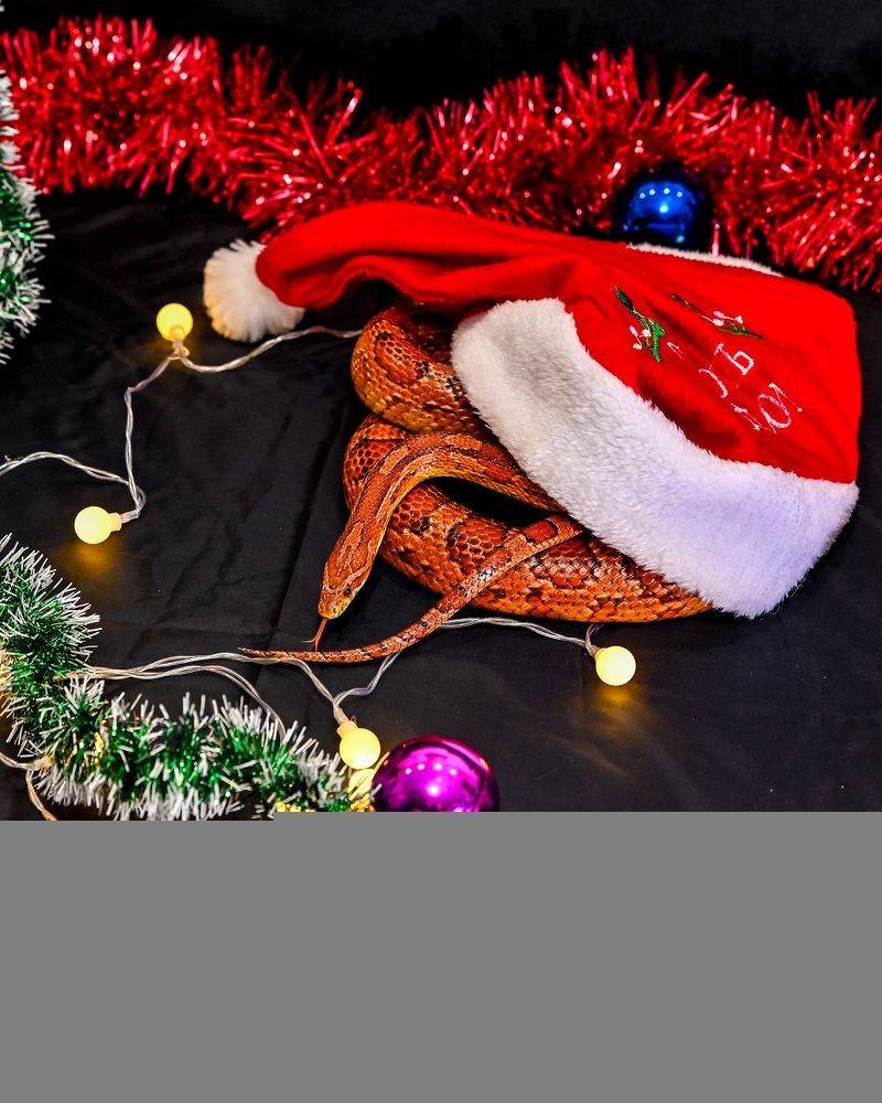 Фотография автора Олег Капуста