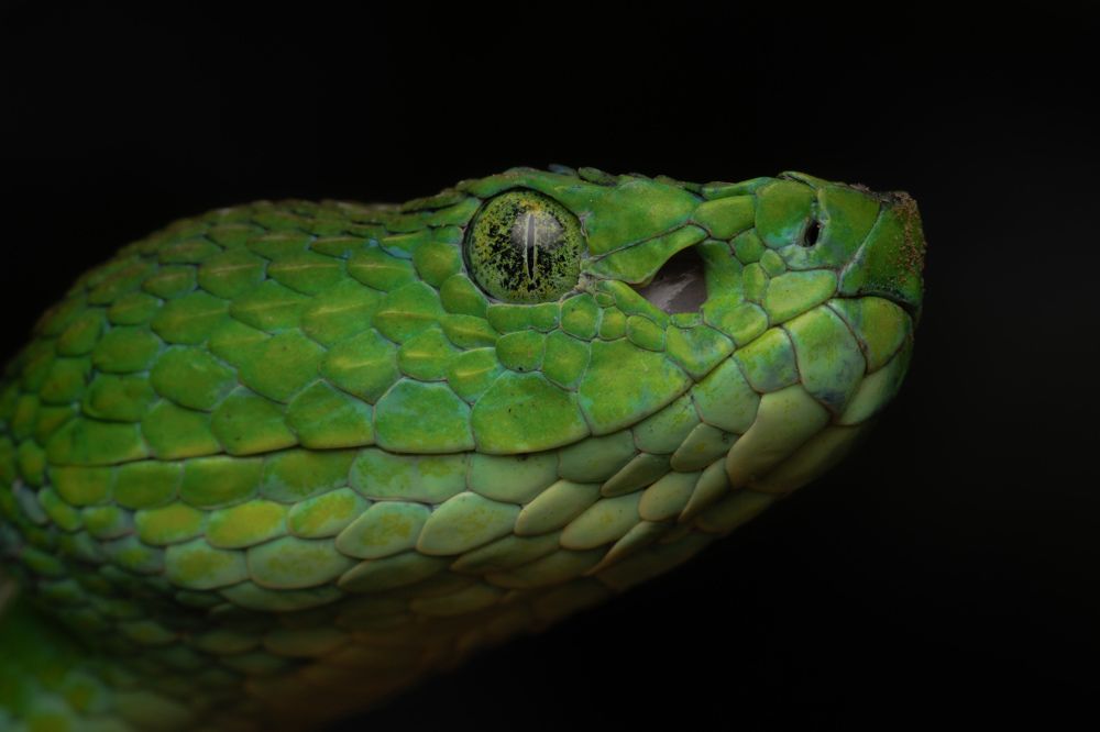 Photograph by Omar Carax