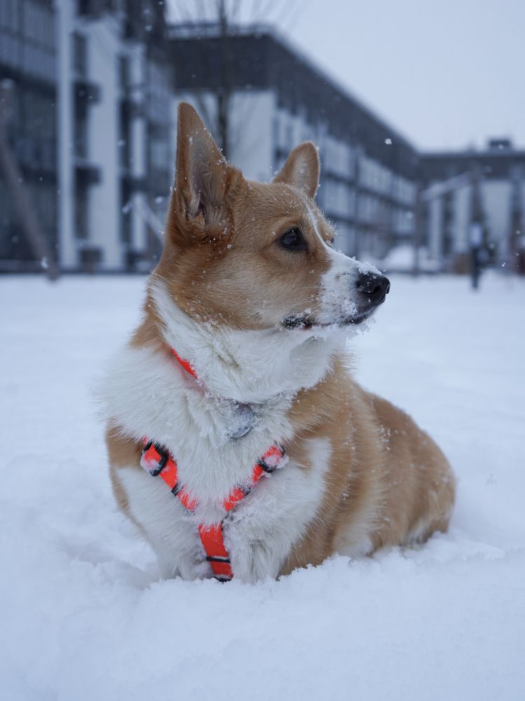 Photograph by Светлана Смирнова