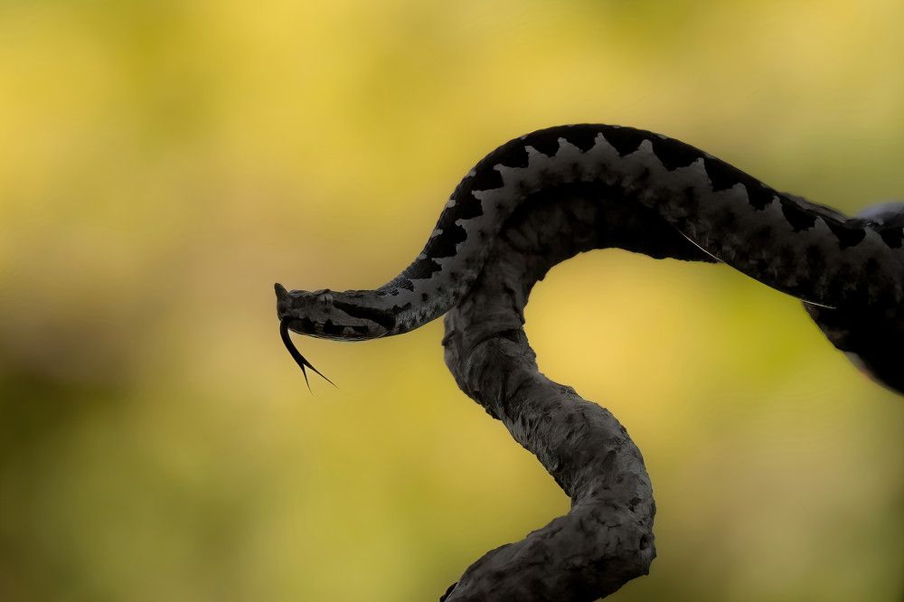 Photograph by Nikolay Stoyanov