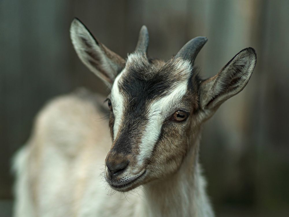 Photograph by Галина Искандарова