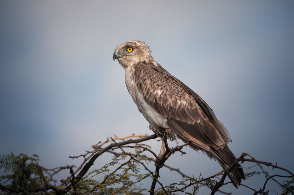 Photograph by Pritam Majumder