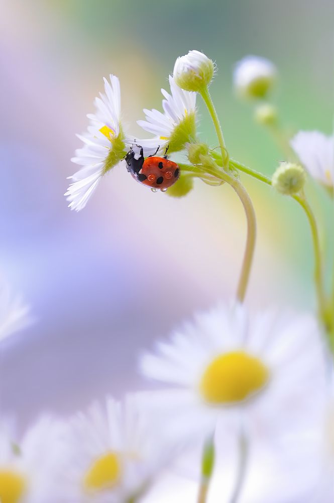 The ladybug is hiding among the flowers/Божья коровка затаилась среди цветов