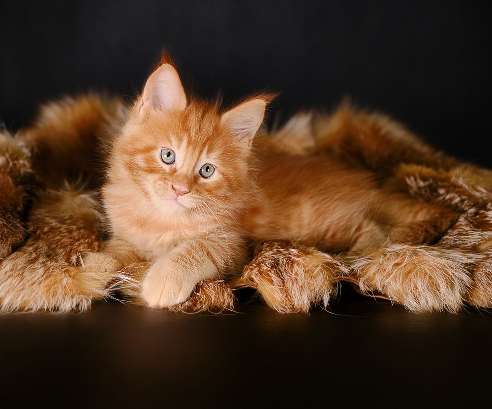 Photograph by Валерия Дурнева