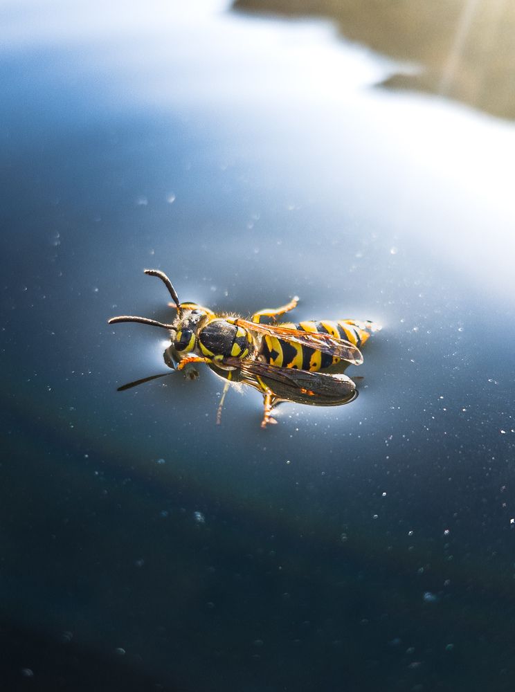 Фотография автора Mohammad hosein