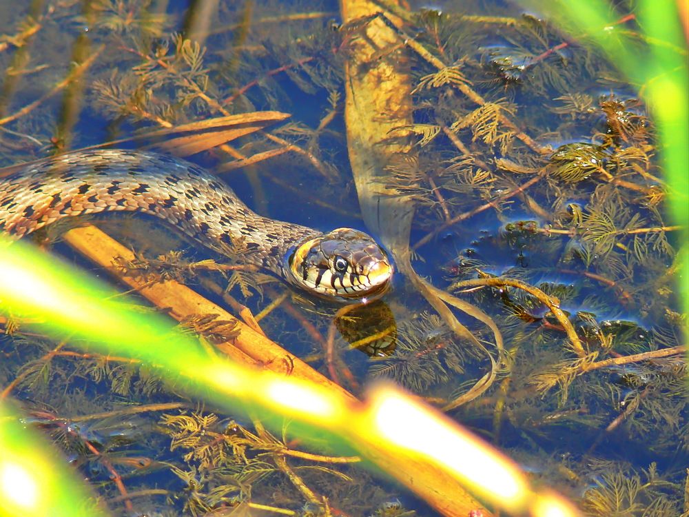 Теплые  ванны.