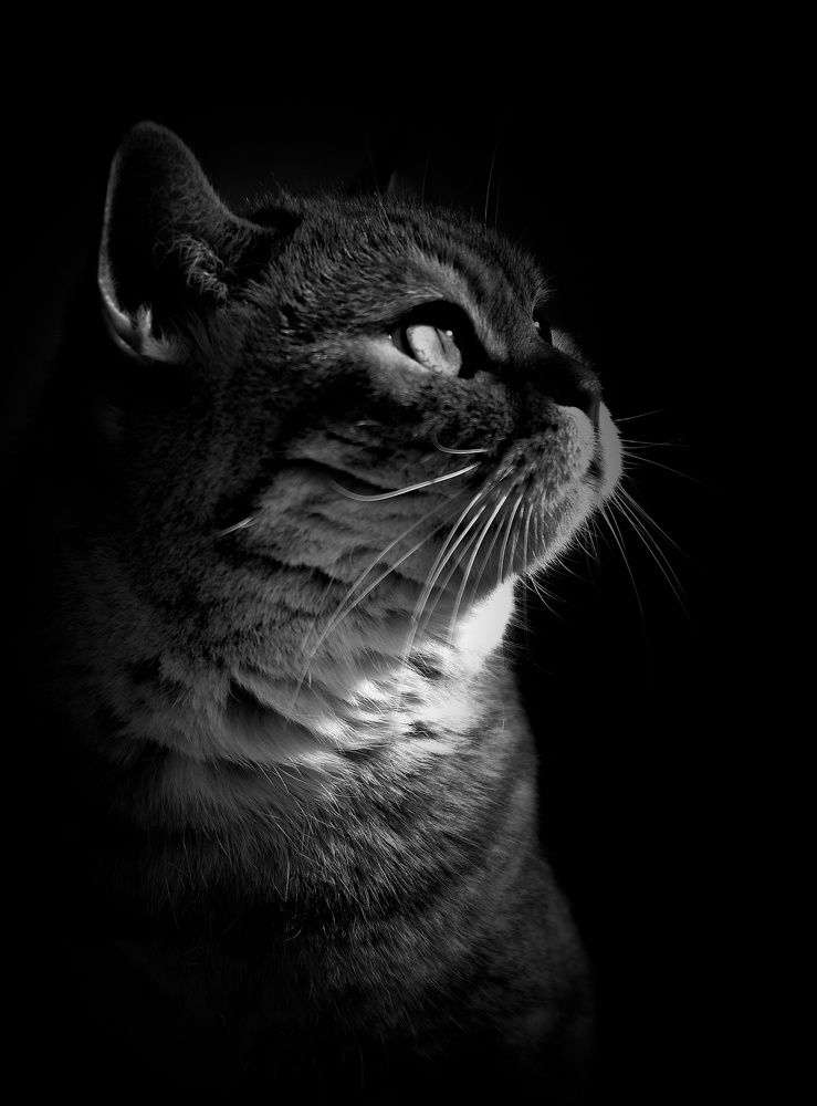 Photograph by Карина Стряпчих