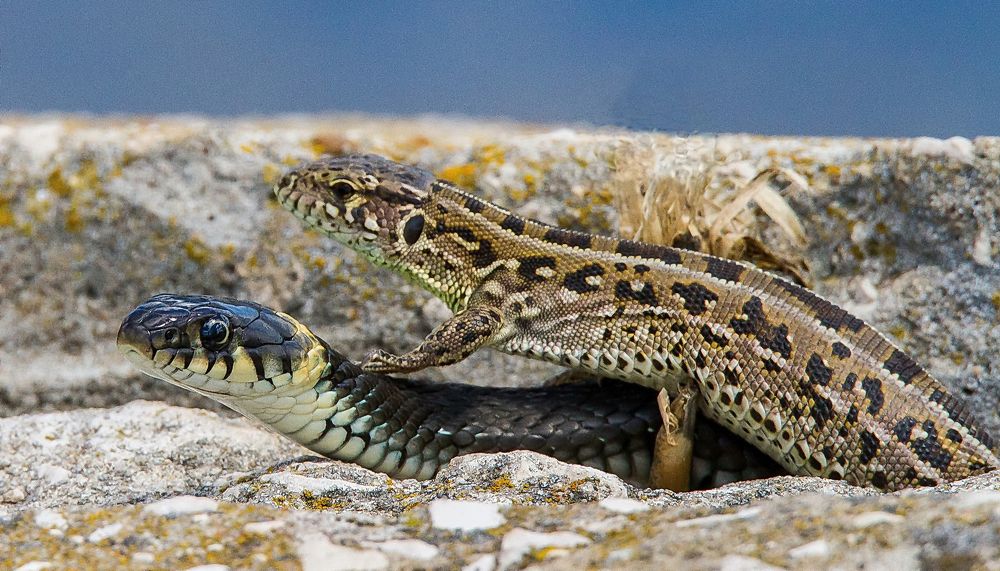 Необычные друзья