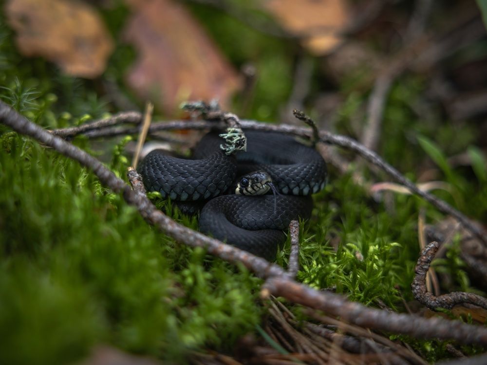 Photograph by Хабаров Сергей