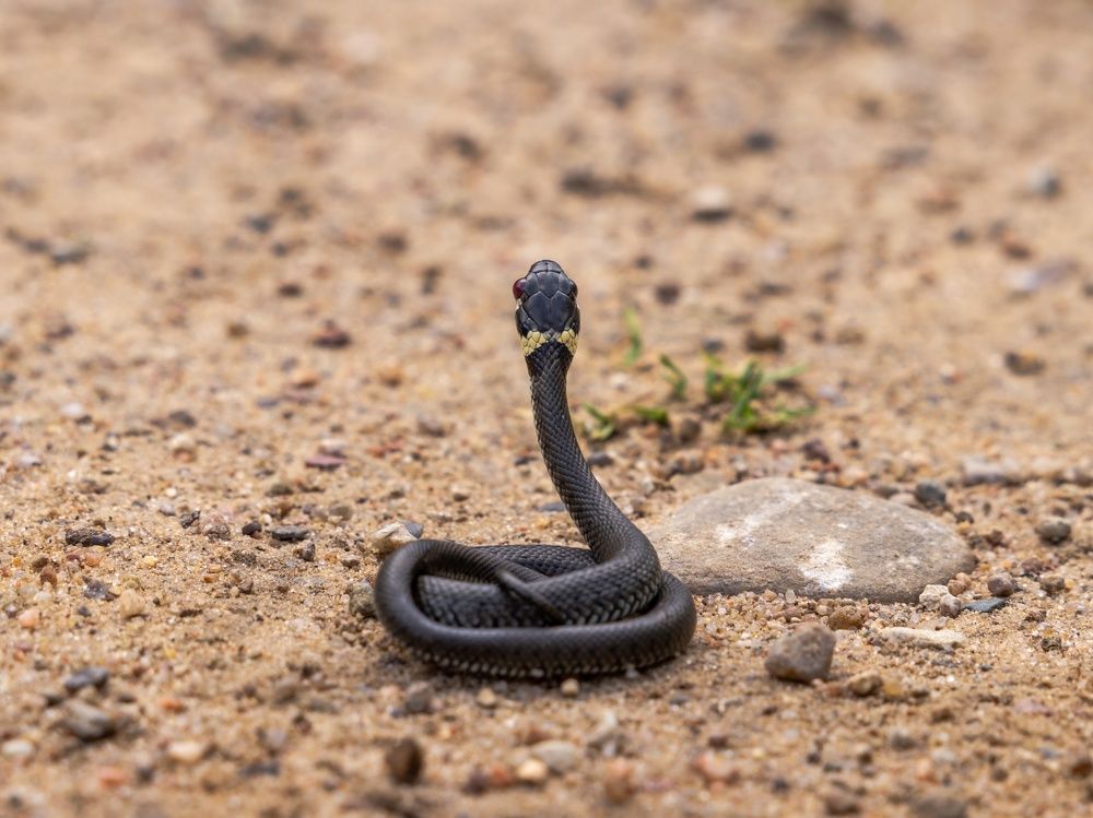 Photograph by Хабаров Сергей