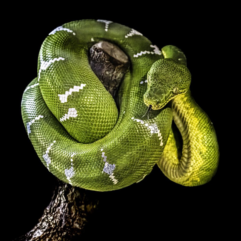 Photograph by Ray Asiala