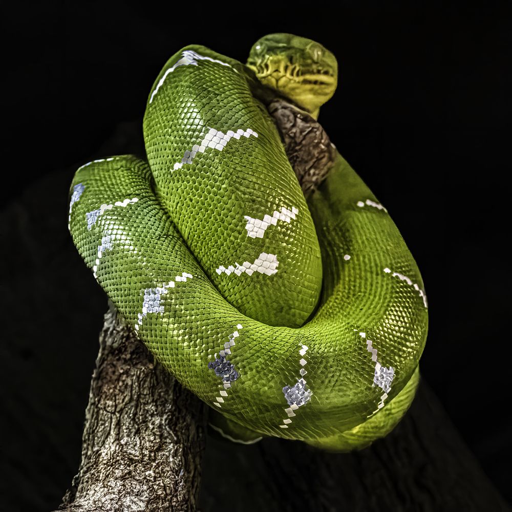 Фотография автора Ray Asiala